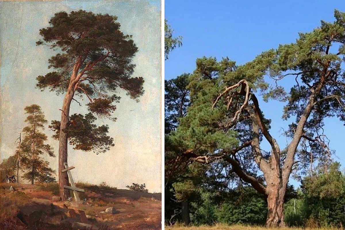    Шишкинской сосне уже 360 лет. / rosdrevo.ru; wikipedia.org