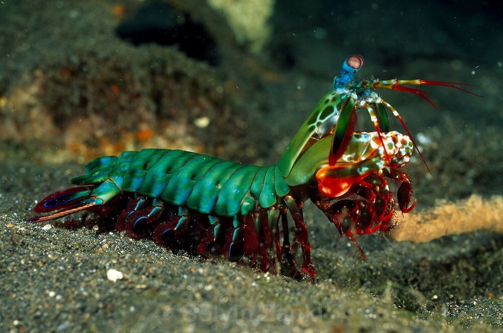 Креветка-богомол. Фото взято из открытого доступа.