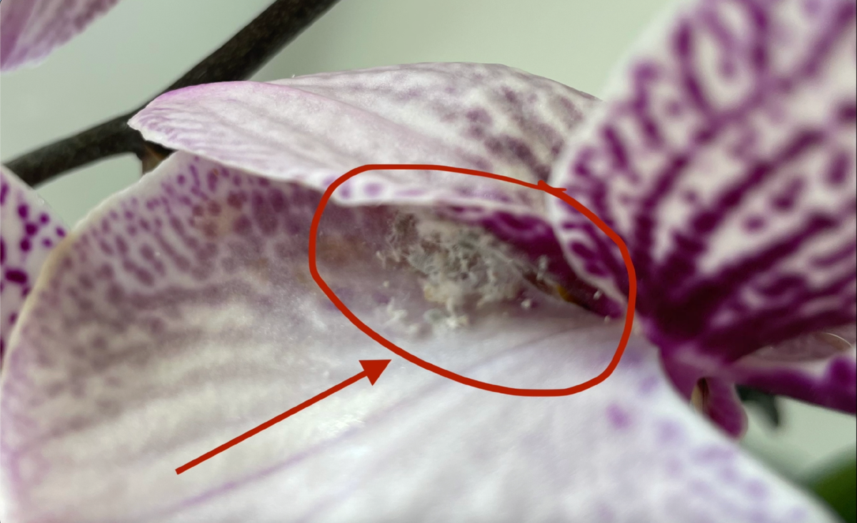 Рассадник мучнистого червеца на цветах моей орхидеи фаленопсис Черные Полосы / Phalaenopsis Black Stripes