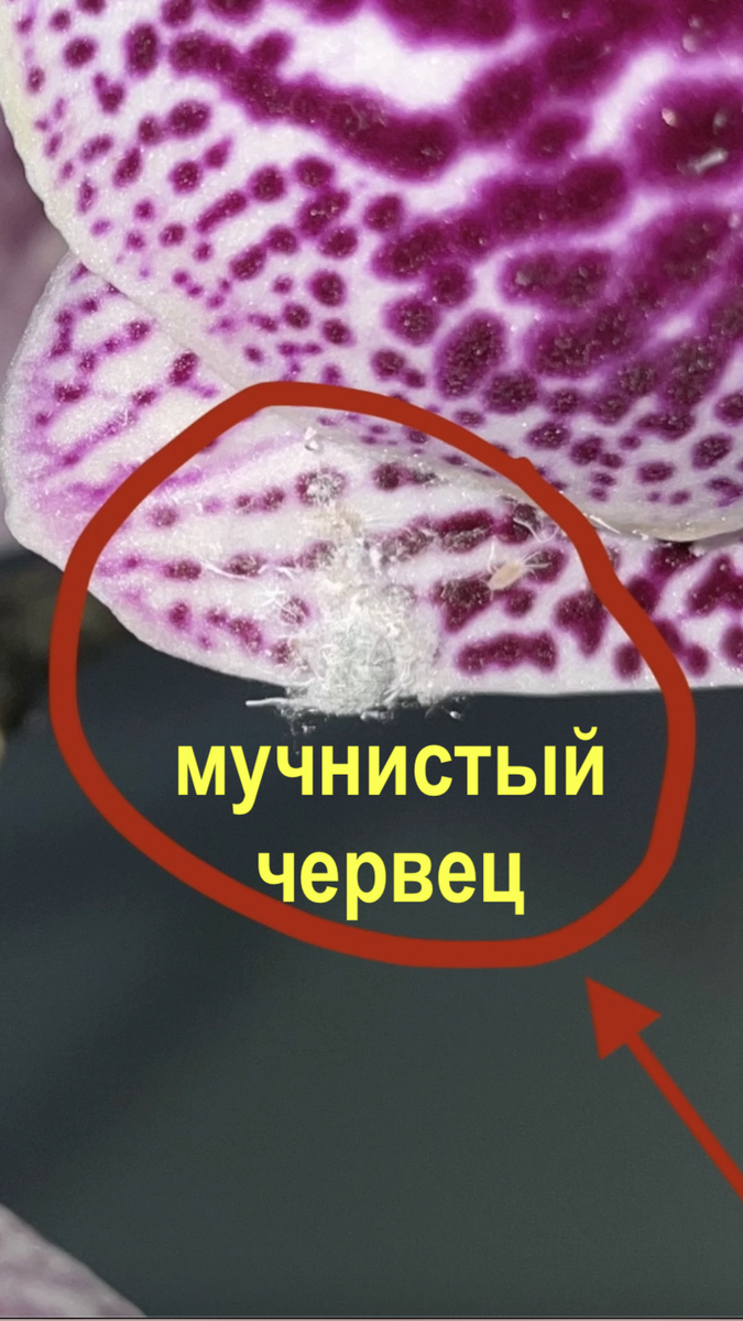 Вот они гады! Обнаружила совершенно случайно... Как всегда, собственно)