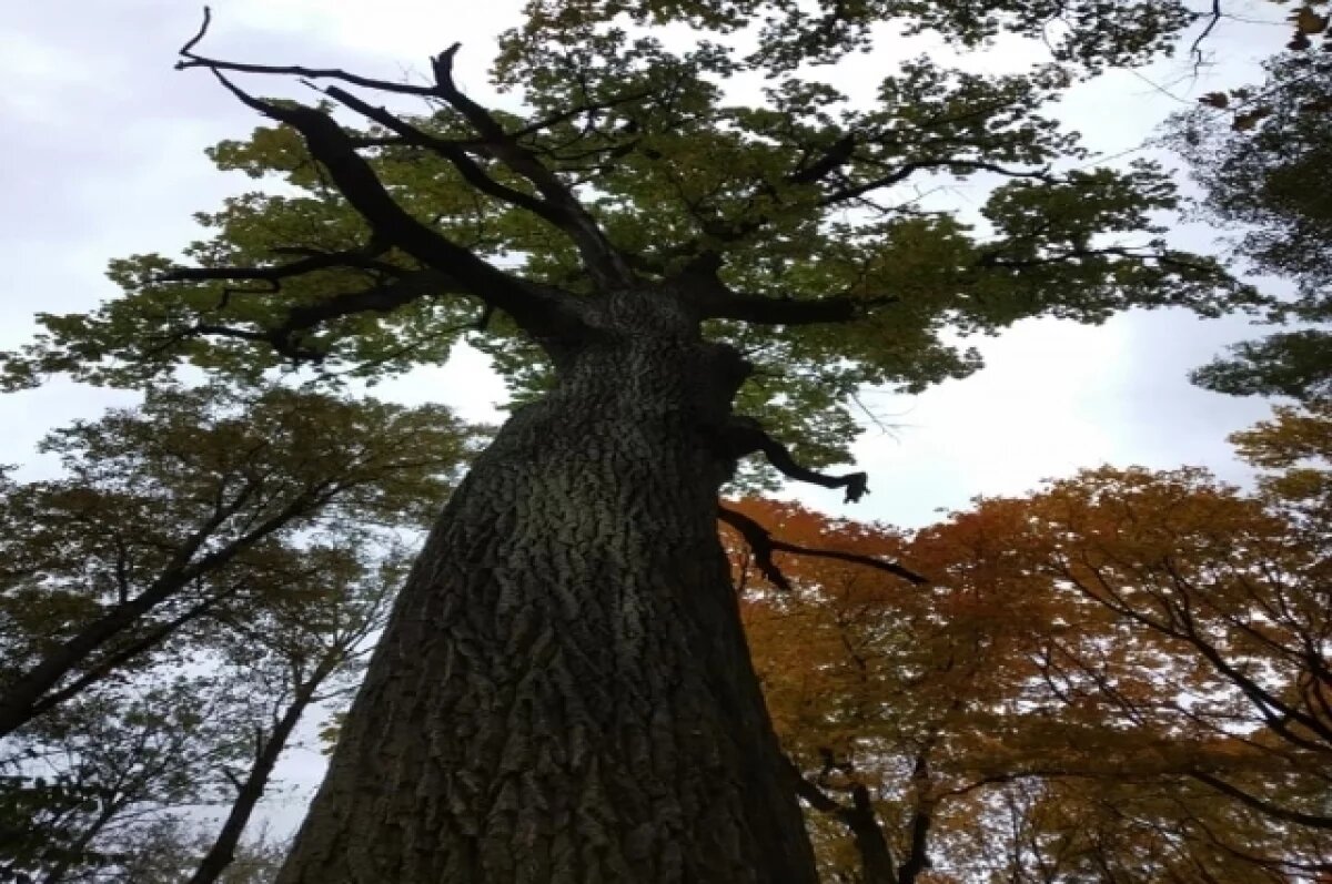    113-летний владимирский дуб может стать главным деревом России