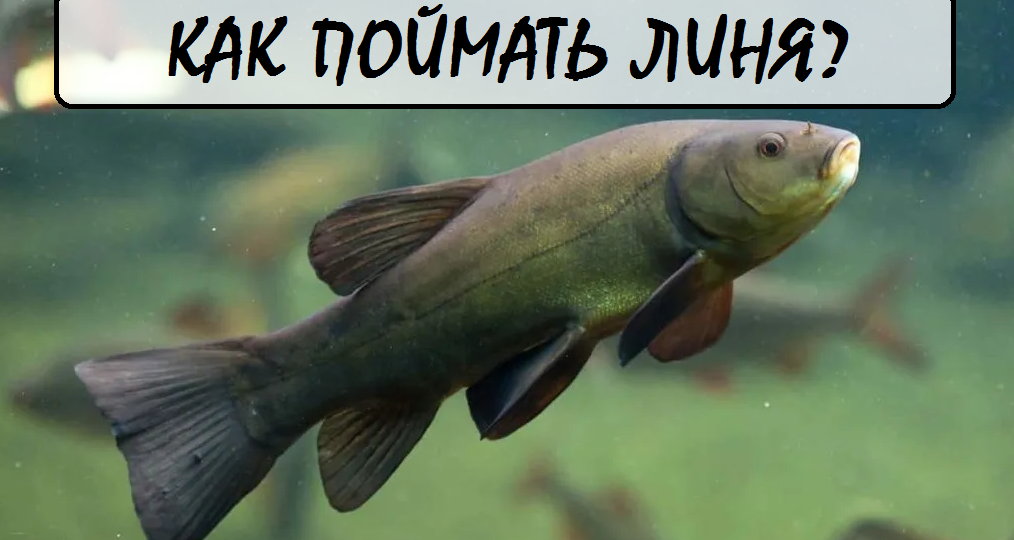 Тихая охота: как поймать линя в заросших прудах