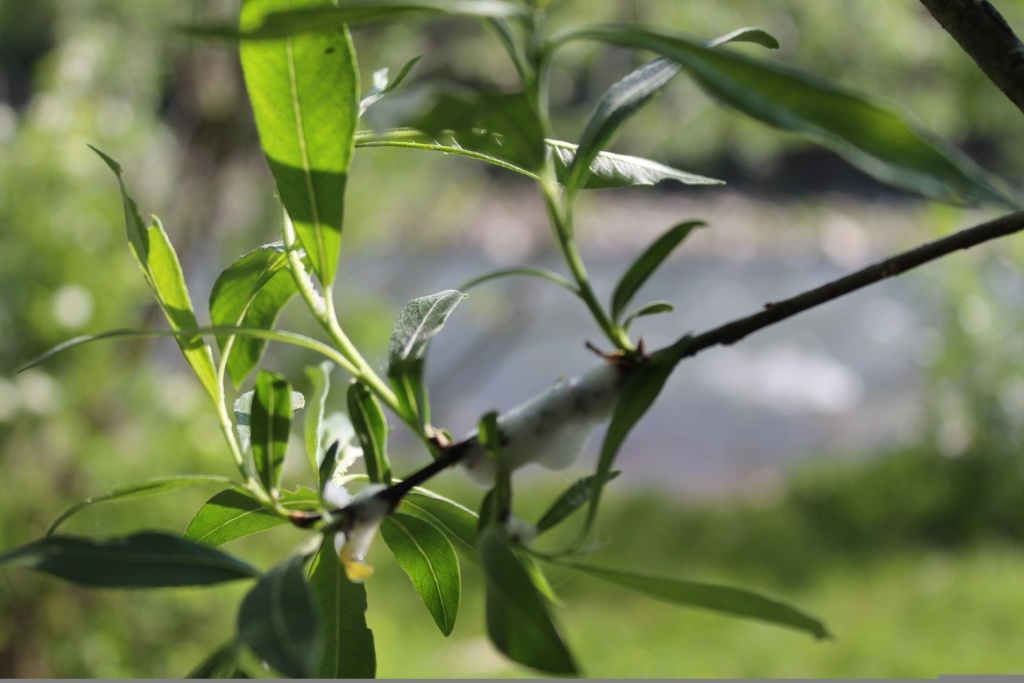  Пенница слюнявая