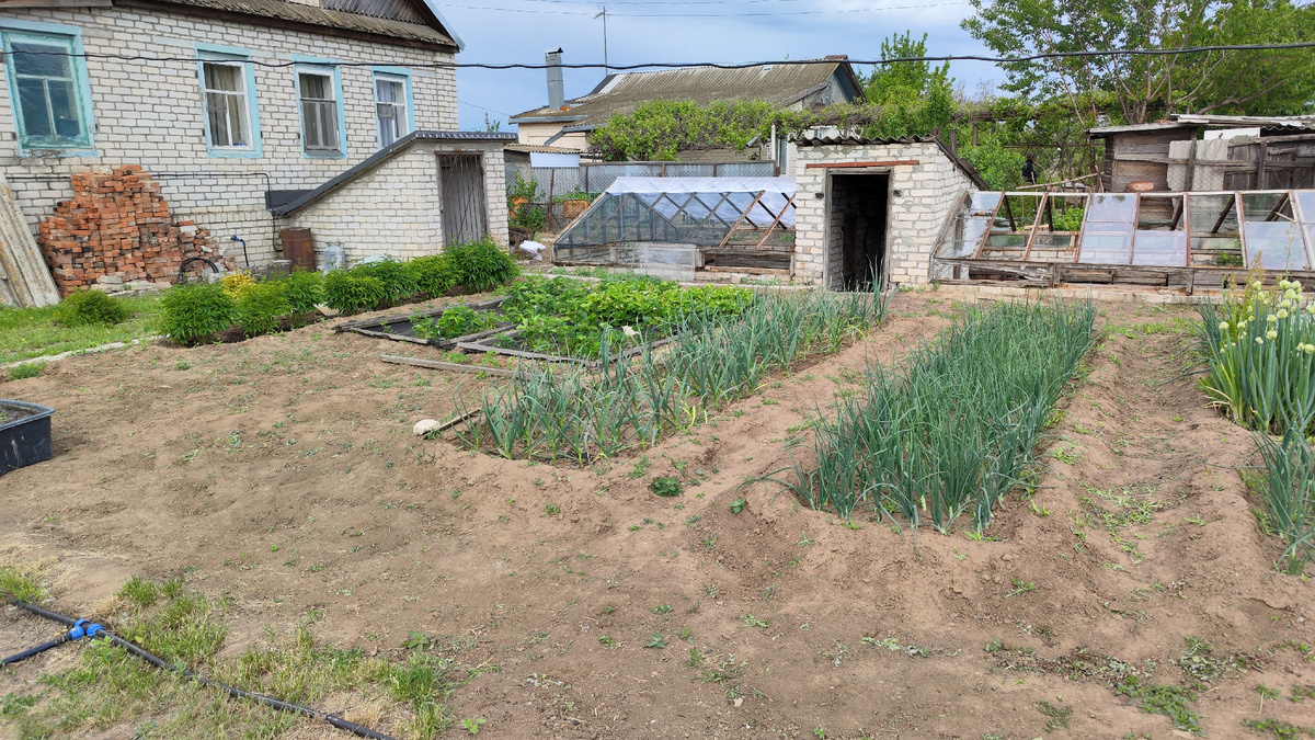 Лук, чеснок,клубника