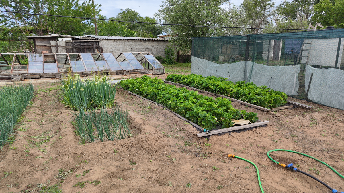 Лук, клубника