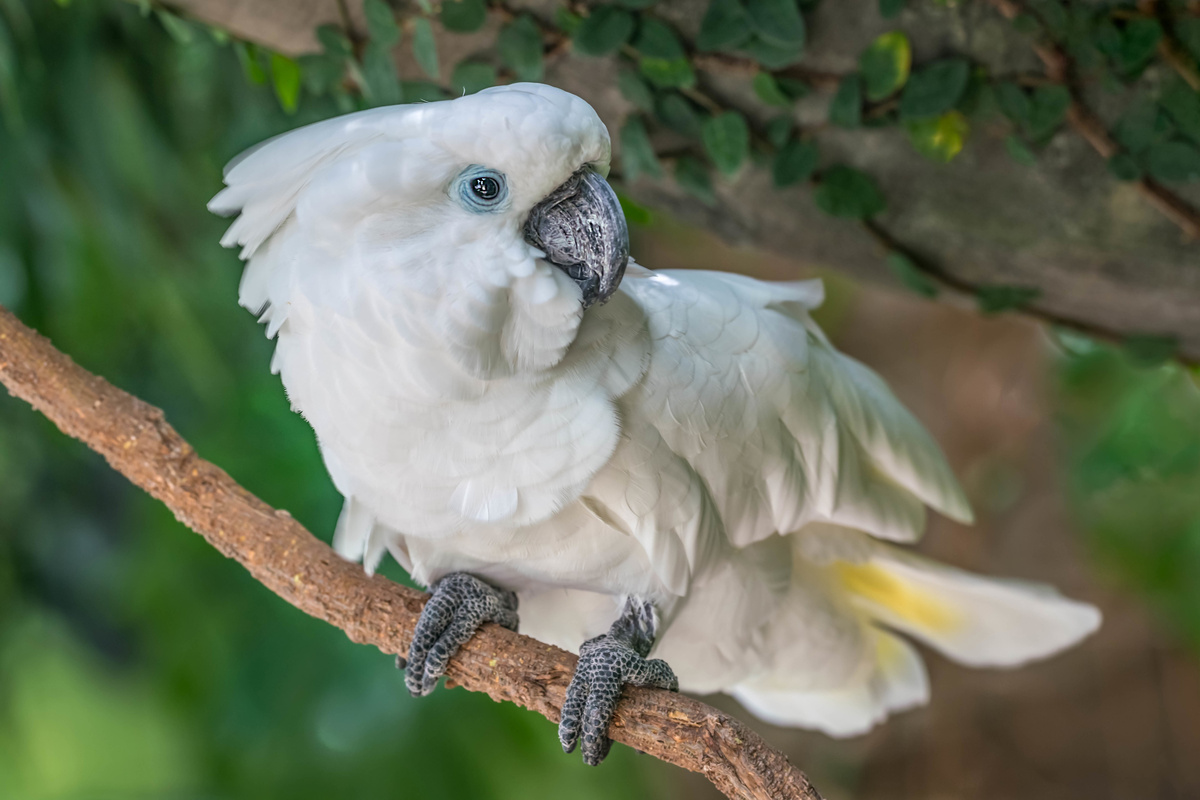 Встречайте — какаду Гоффина. Источник фото https://clk.li/KIT