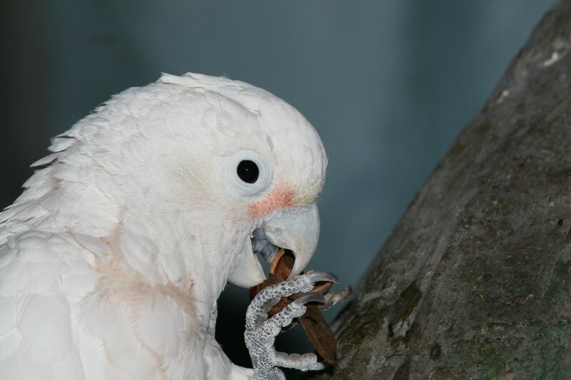 Какаду Гоффина могли успешно преодолевать многосоставные препятствия. Источник фото https://clk.li/HvW