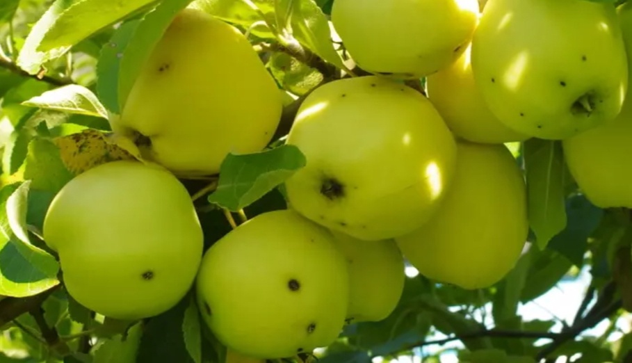 Именно такие яблочки с очень сочным сладким вкусом и ароматом росли в нашем саду