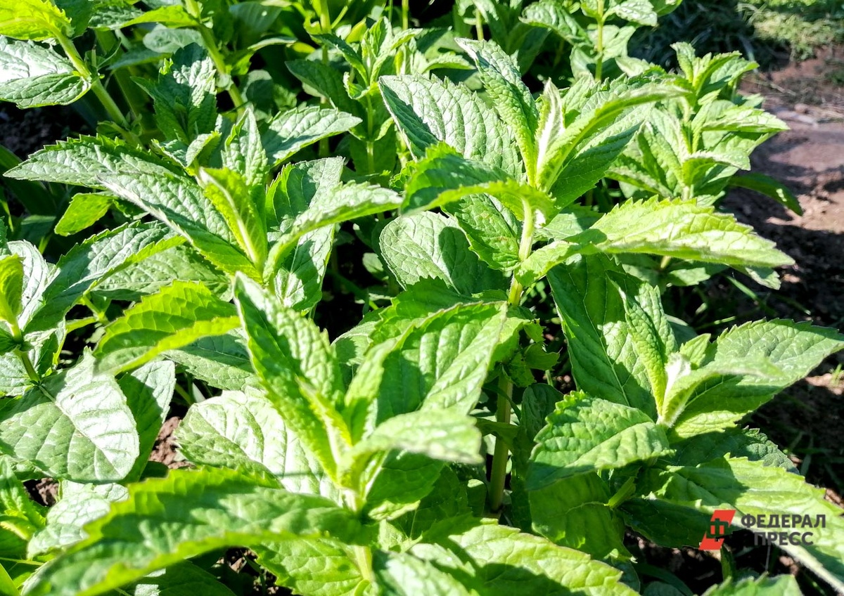 На садовом участке можно выращивать лекарственные растения.  Фото: Фото: ФедералПресс / Елена Майорова