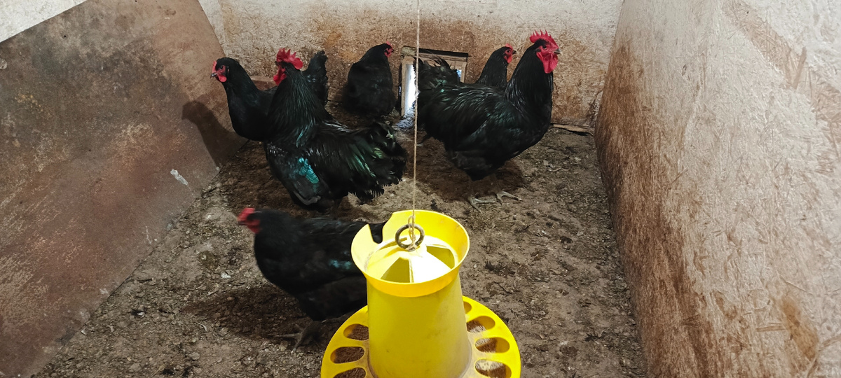 Поели собираются на улицу