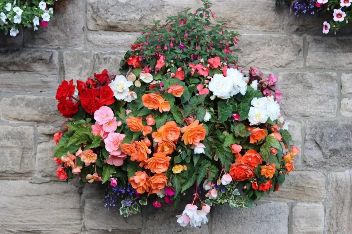    Бегонии, пеларгонии и сурфинии.