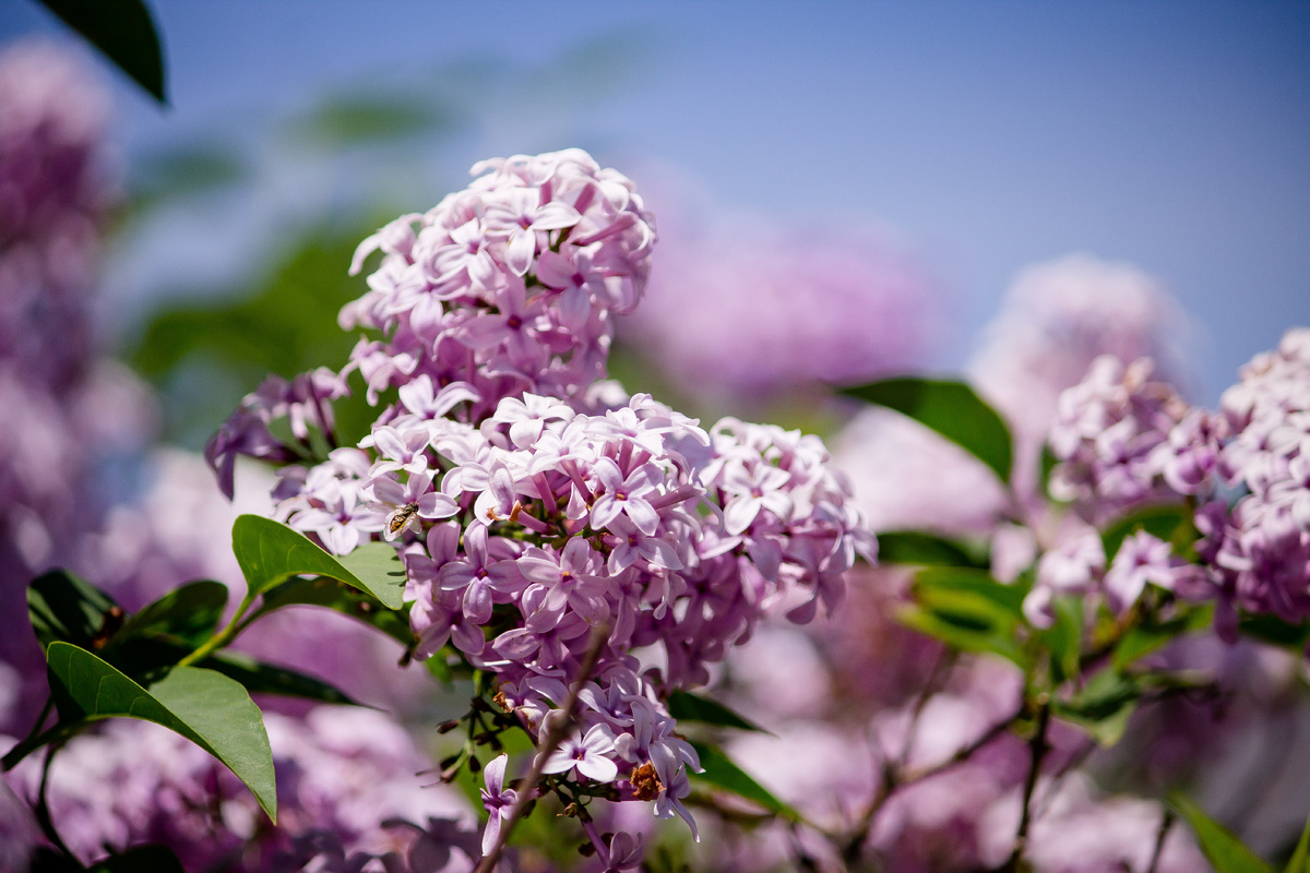 источник фото: https://ru.freepik.com/free-photo/closeup-beautiful-branch-lilac-tree-growing-forest_8039114.htm#fromView=search&page=1&position=18&uuid=428a5450-a3e4-4a4c-8e1e-6769bbc79ff1&query=цветущая+сирень