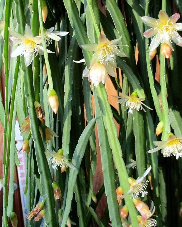 Картинка с сайта http://www.lapshin.org/