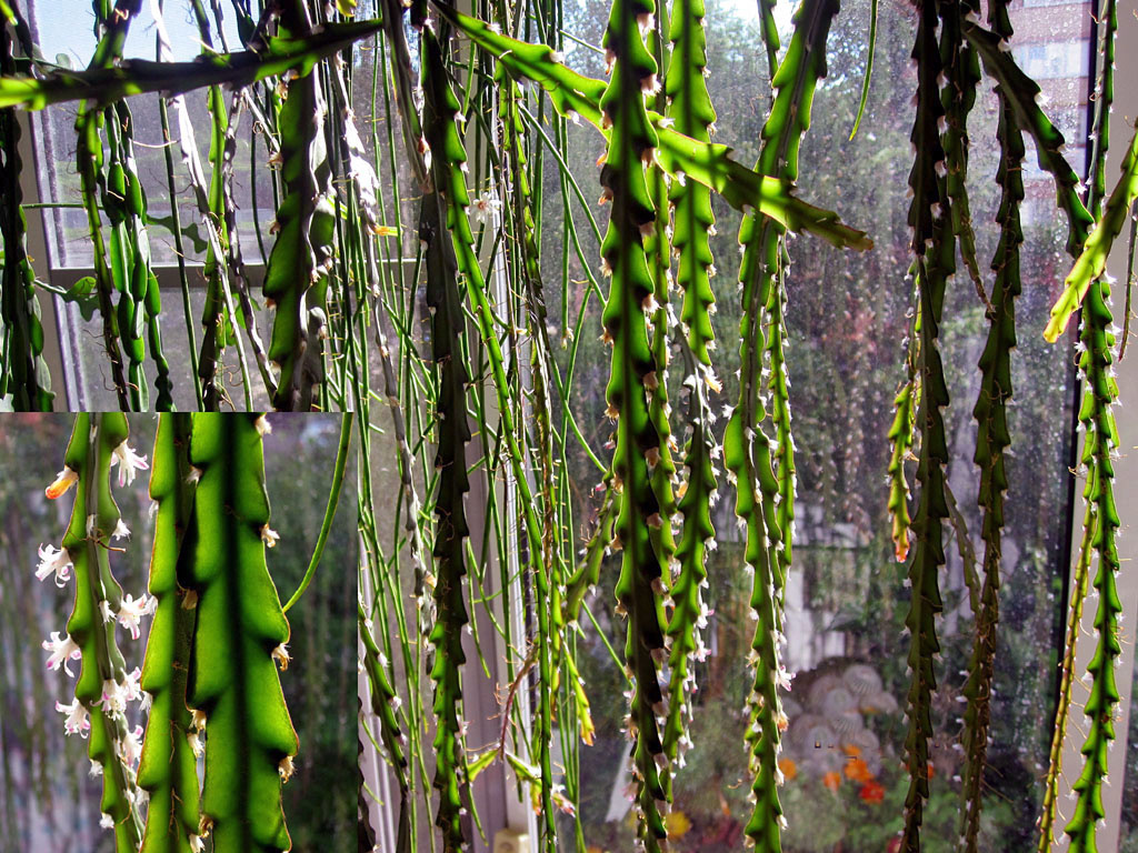 Картинка с сайта http://www.lapshin.org/