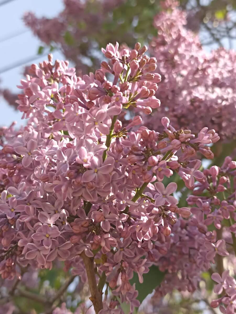 Расцвела сирень на нашей улице.