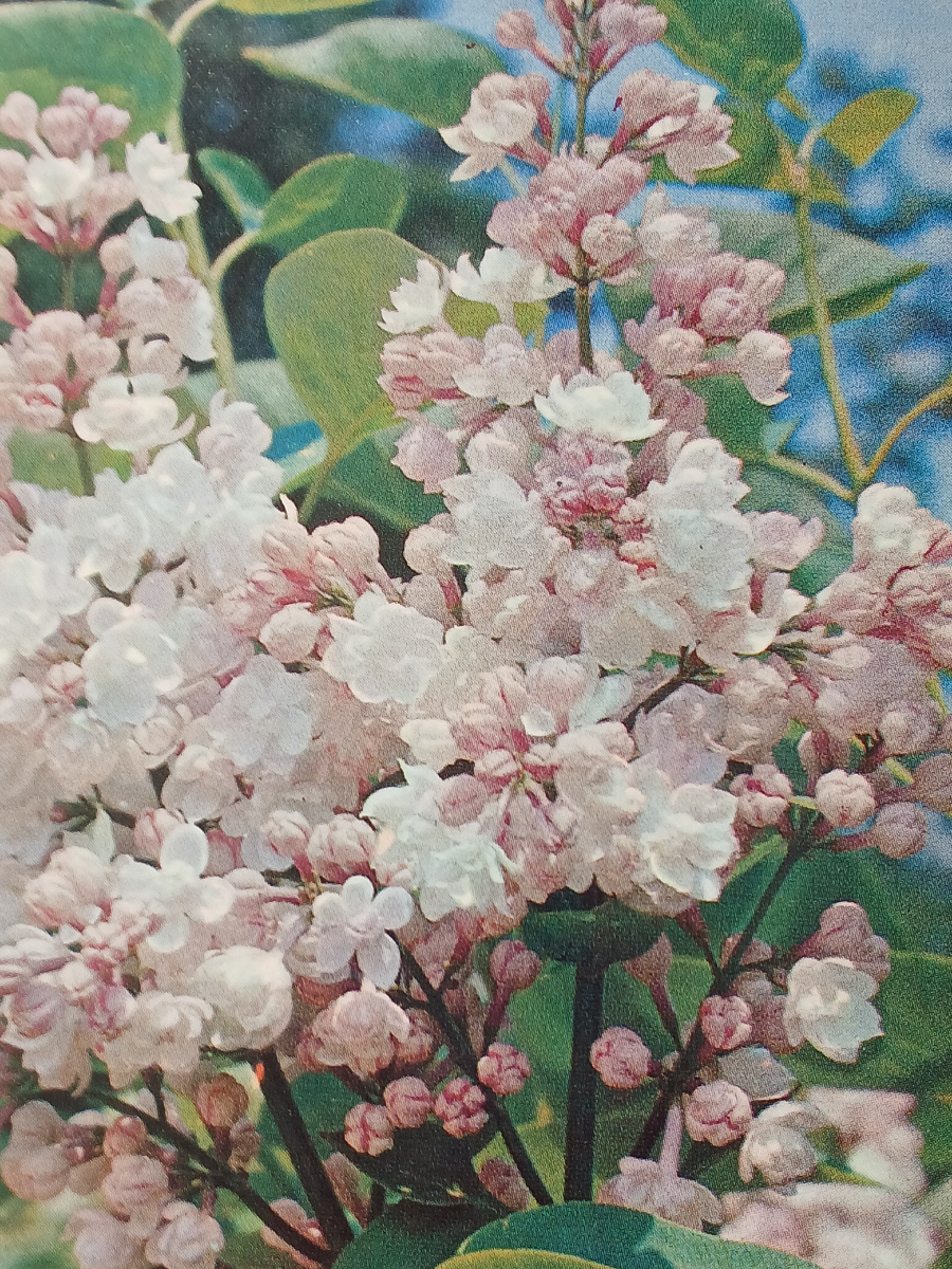 Сирень Красавица Москвы.