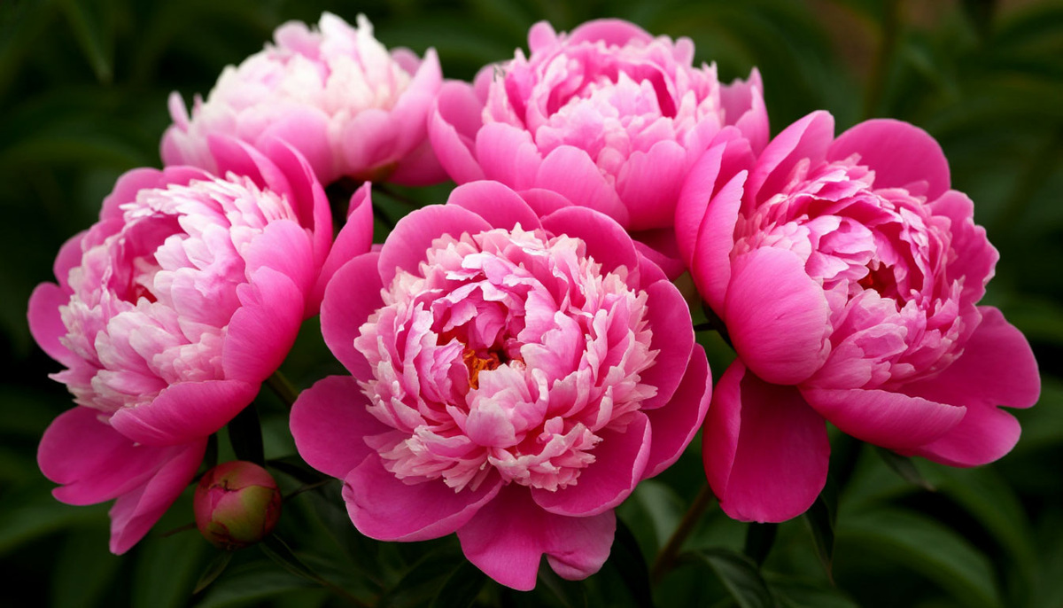 Уход за пионами после цветения