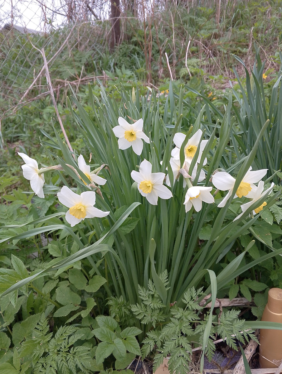 На 2 ом участке 🌸 