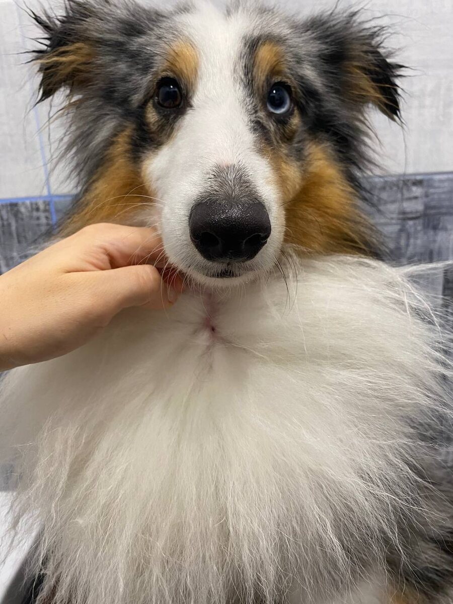 Нашли клеща ... 