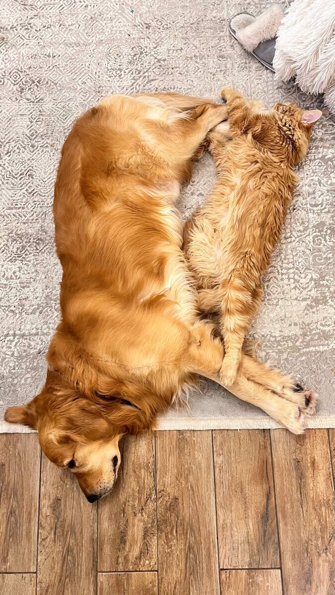 Наш выпускник Умка (Umka Dark Flame) со своей собакой))) 