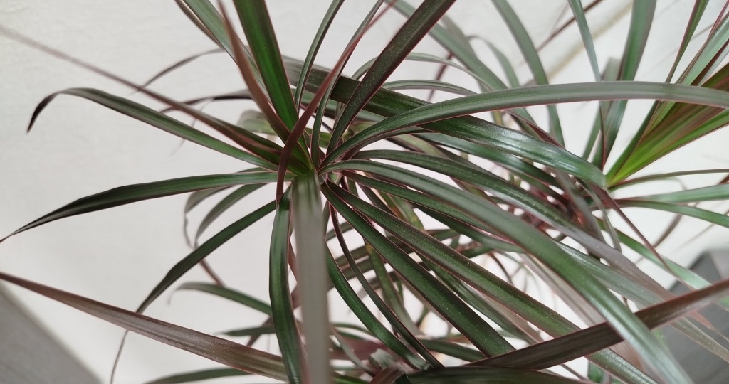 Драцена — уход, выращивание в комнате