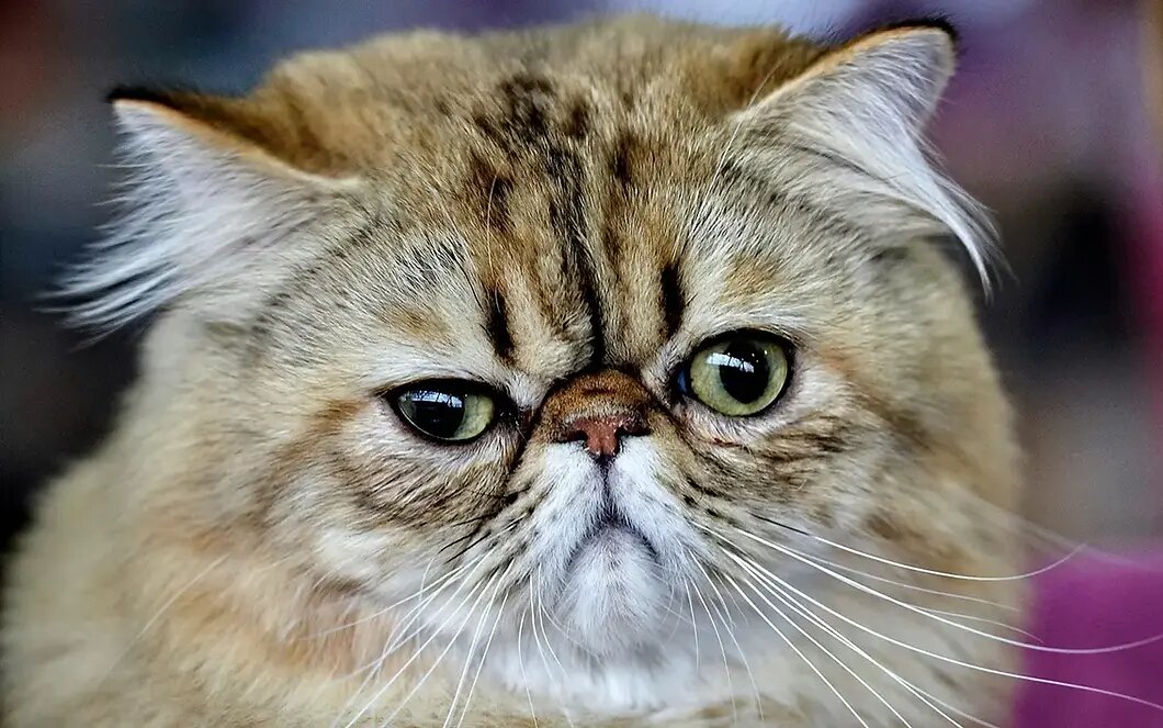 На швейцарскую пенсионерку подали в суд за кормление соседского кота // Unsplash/Sergeuy Semin