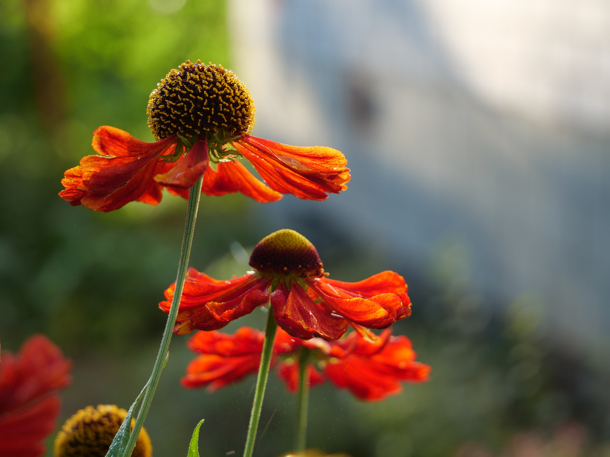 Мой прошлогодний любимец