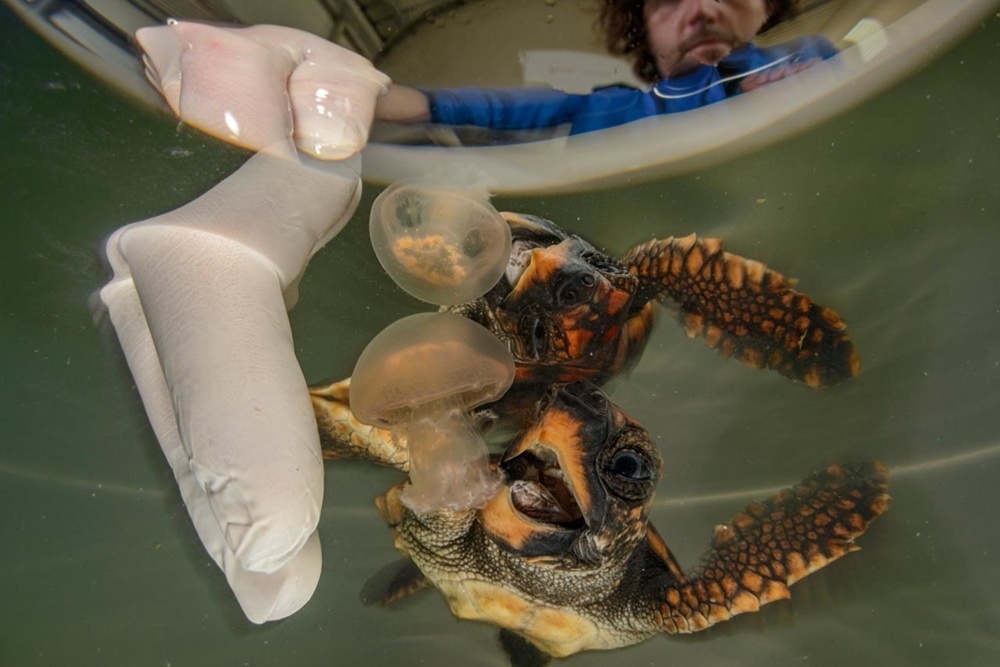    Победитель в категории «Творцы перемен: причины для надежды». Angel Fitor, fpa2photoaward.org