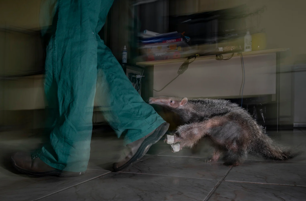    Второе место в категории «Творцы перемен: причины для надежды». Fernando Faciole, fpa2photoaward.org