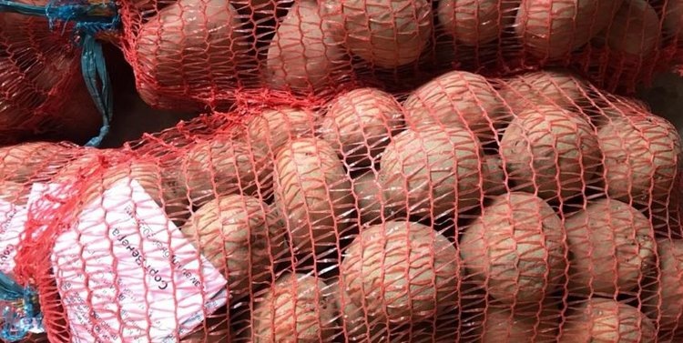    Сорта картофеля белорусской селекции могут допустить к выращиванию на Сахалине с 2026 года