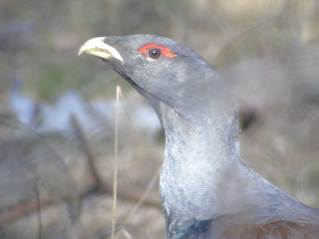    фото: Лесопожарный центр Красноярского края Kristina