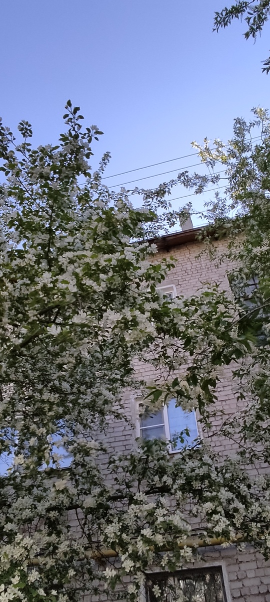 Скоро отцветет яблоня)