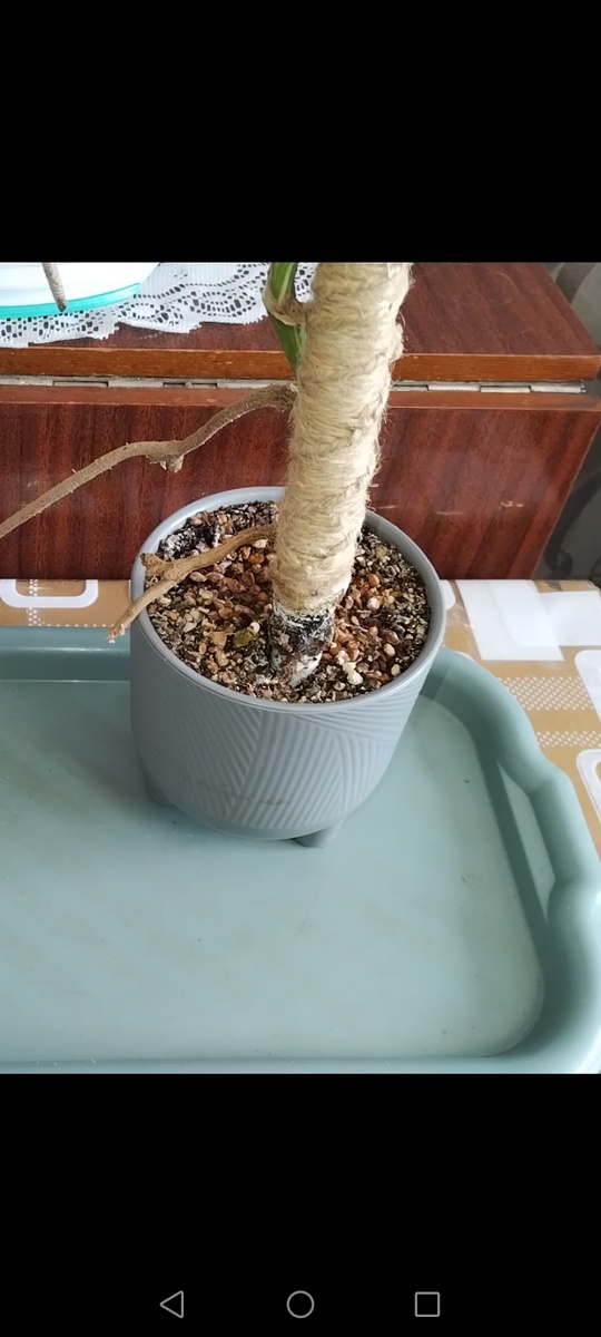 Монстера Альба заметно подросла.