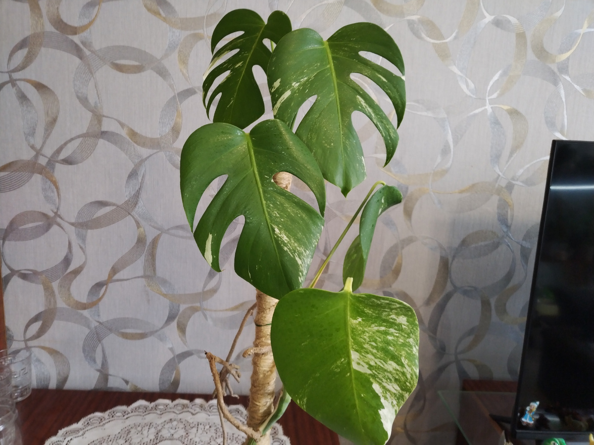 Моя монстера Альба.