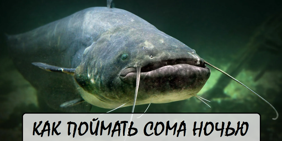 Ночной охотник: как поймать трофейного сома в темноте? Секреты из СССР