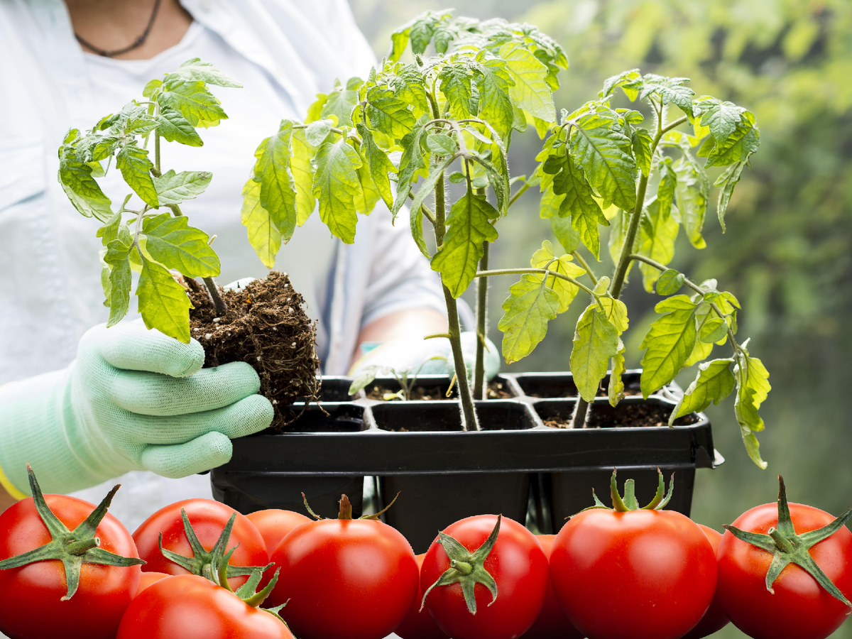 Подкормка для томатов, перцев, баклажанов