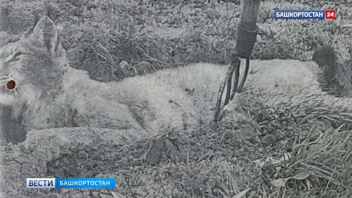    Напавшая на мужчину рысь в Башкортостане оказалась бешеной