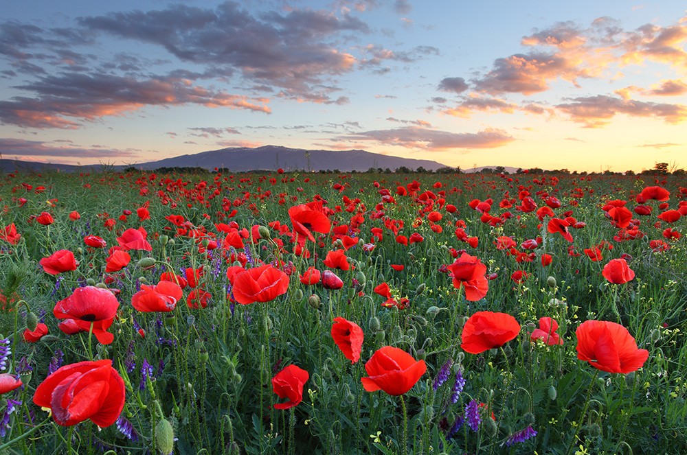 Май 2025 года - маковые поля в Болгарии