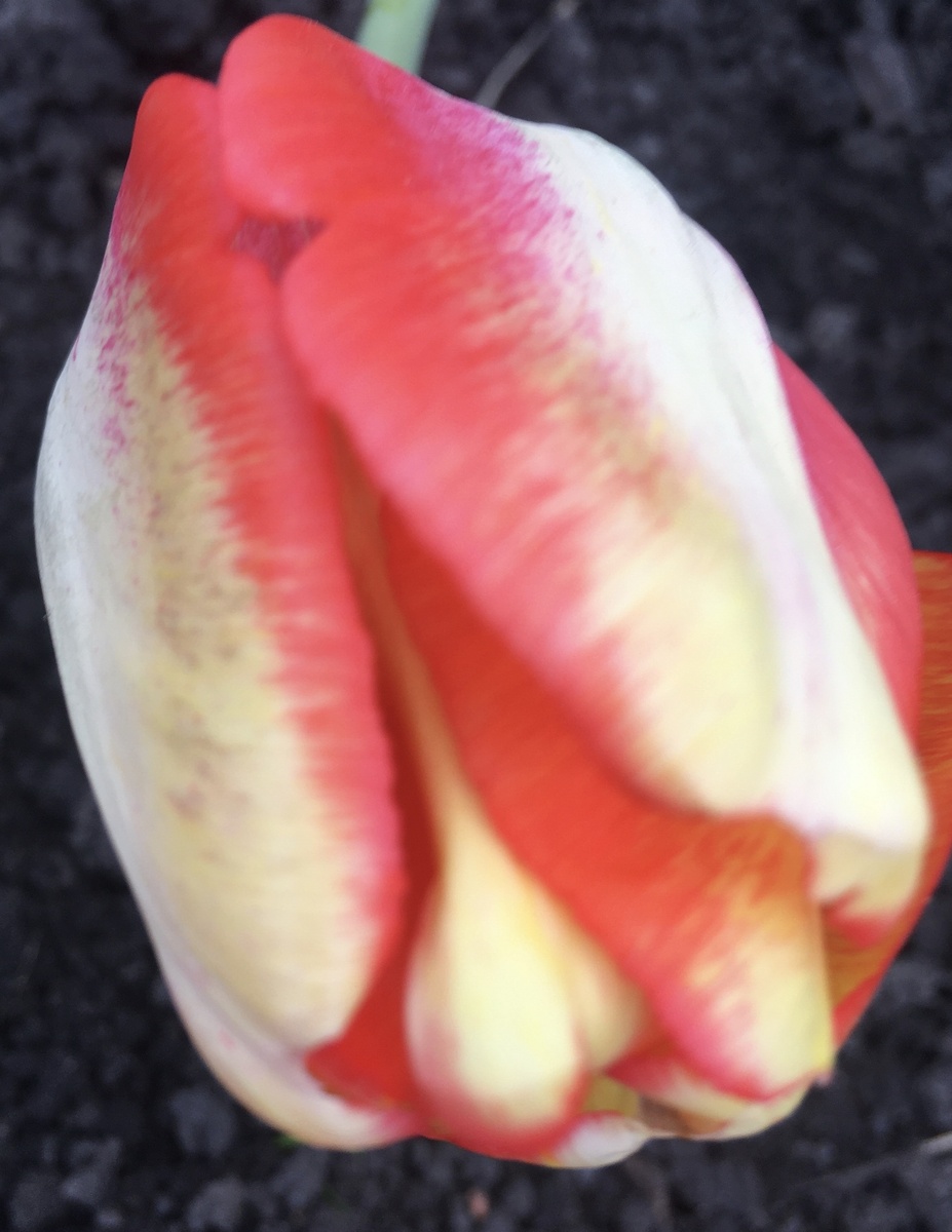 Тюльпан Пионер