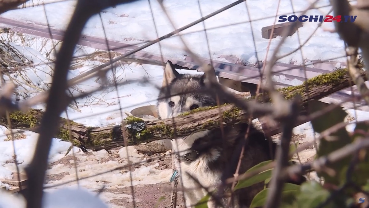 фото: Сочи 24  📷
