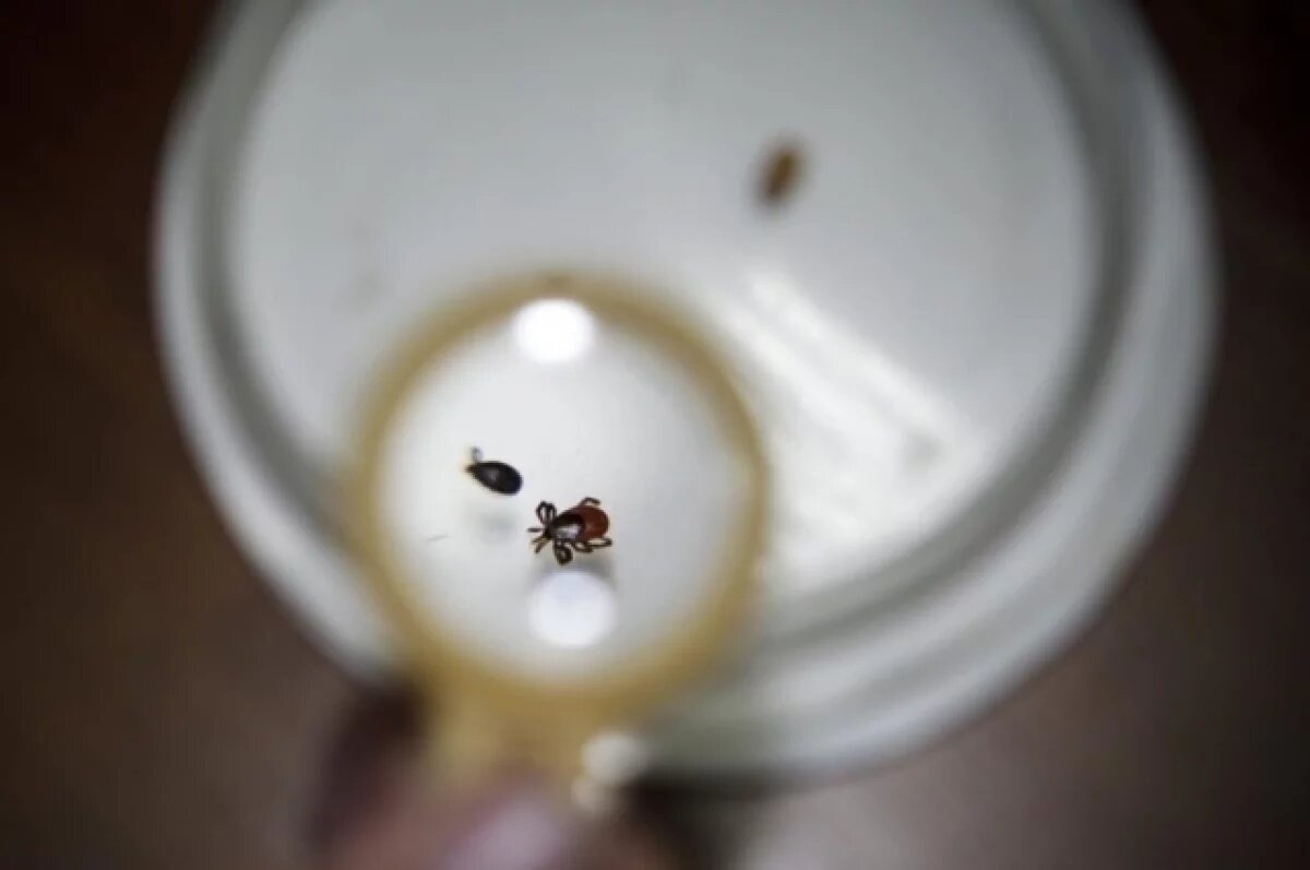    На территории Калужской области возросла активность клещей