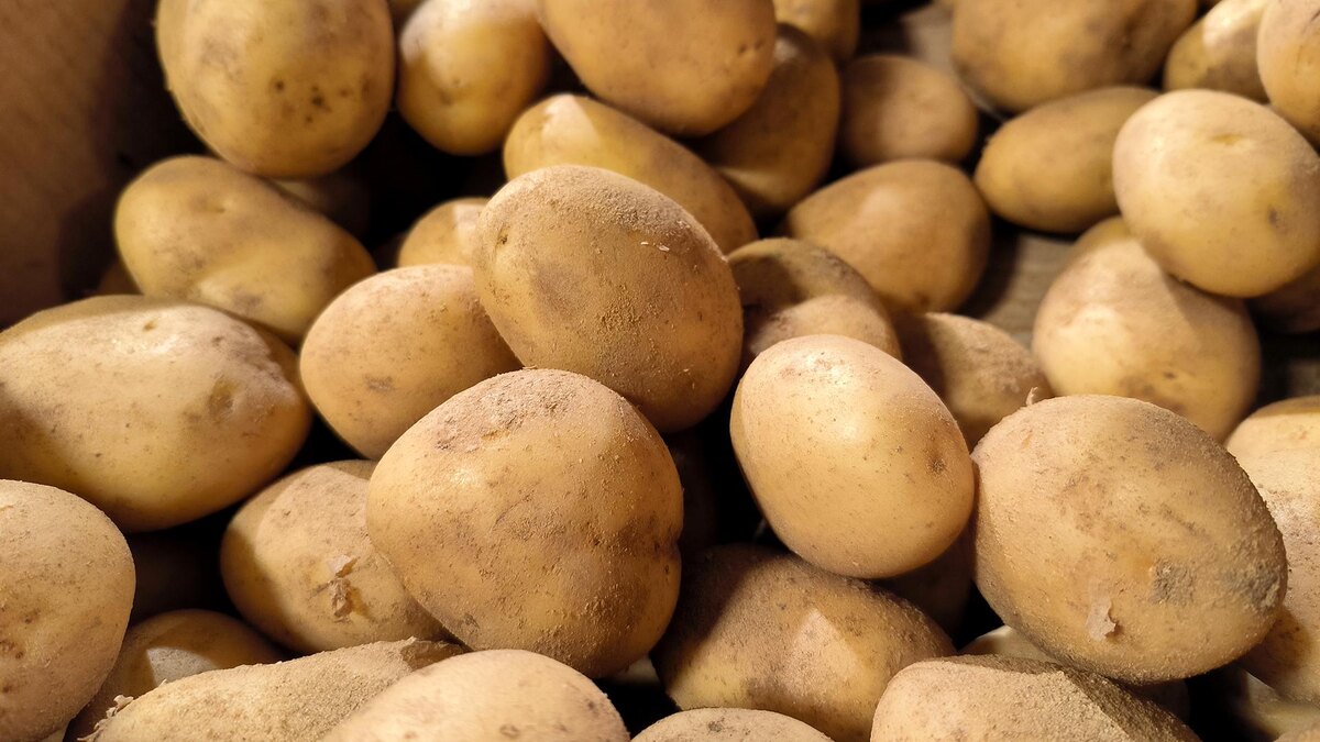    Фото: Maksim Konstantinov/globallookpress.com