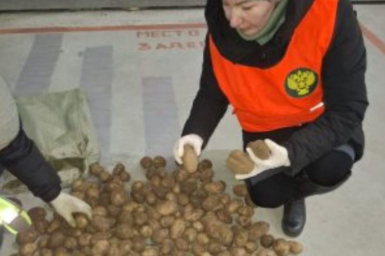    В Бурятию картофель поставляет Монголия