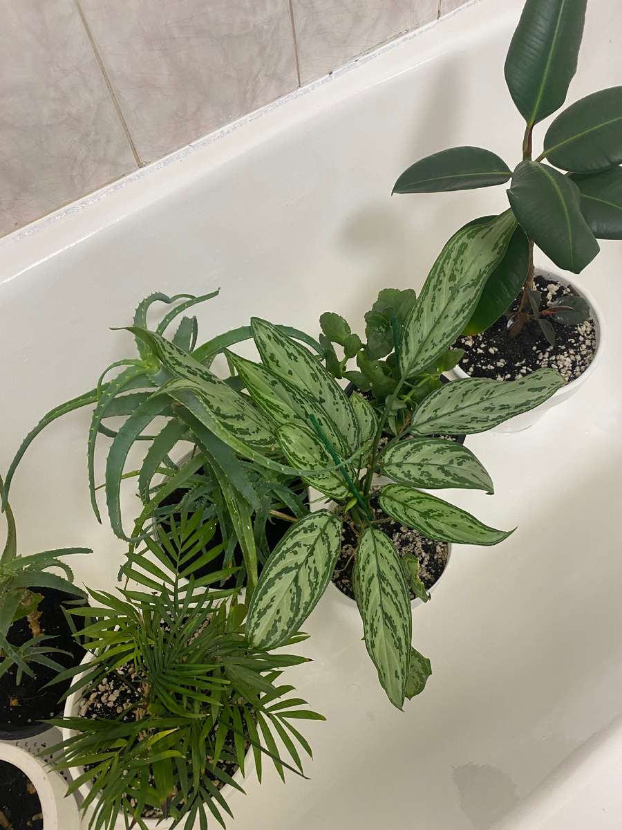 Это только часть растений