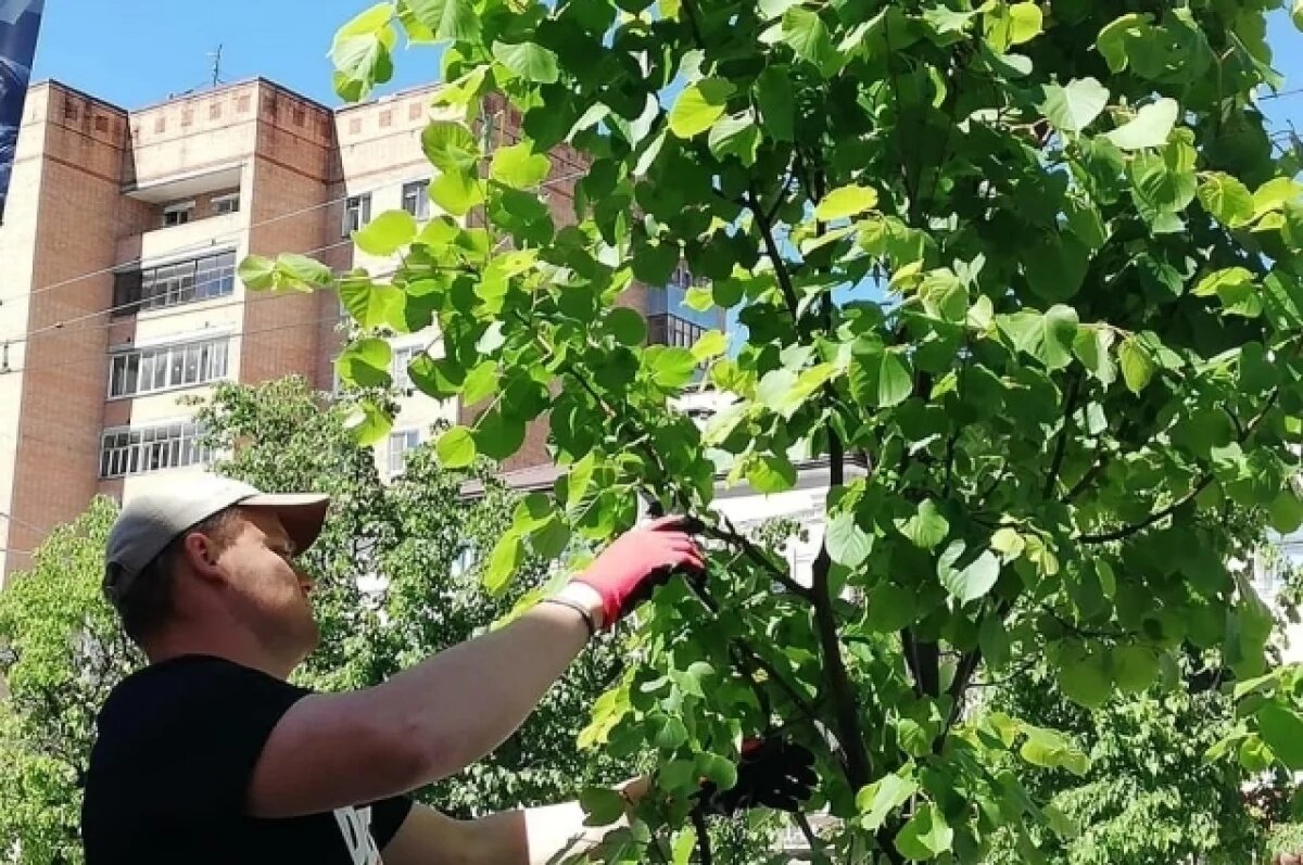    Калужанам рассказали о готовящемся старте работ по озеленению города