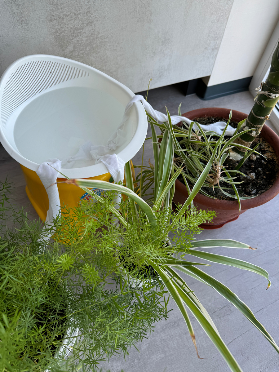 Чтобы цветы не засохли