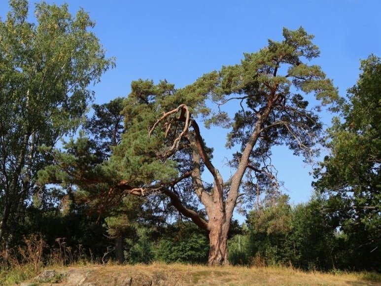    Фото: rosdrevo.ru