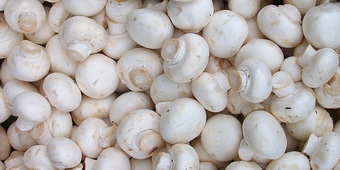 Как вырастить шампиньоны на даче без подвала и хлопот