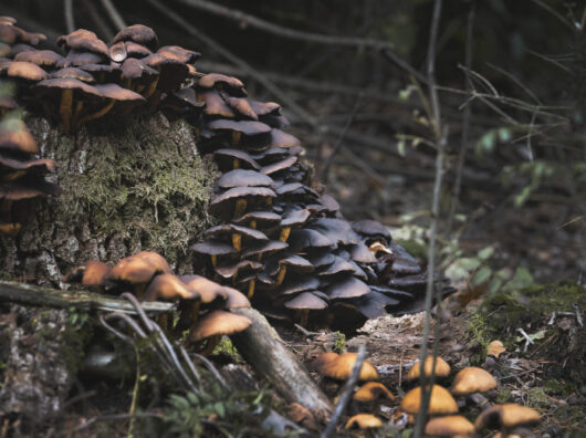    грибы // фото: Изображение от wirestock на Freepik