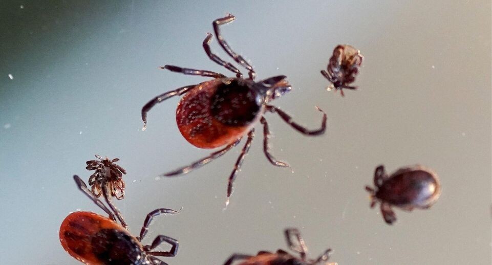    РИА «Новости»